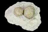 Two Fossil Echinoids (Hemiaster) Mounted On Shale - Texas #138842-2